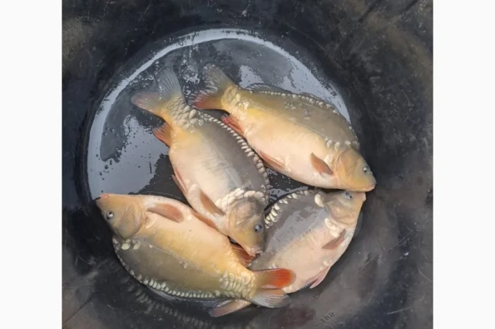 Пропозиція трофейного дзеркального коропа- фото № 8