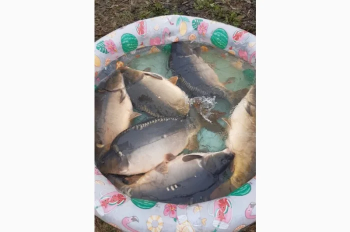 Пропозиція трофейного дзеркального коропа- фото № 9