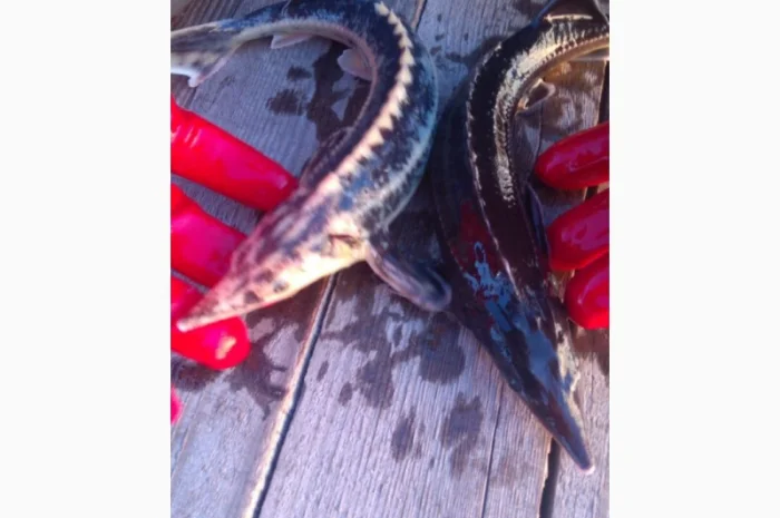 Продается рыба: Русский осётр 1,5+ кг и Стерлядь 300-400 грамм (живая)- фото № 1