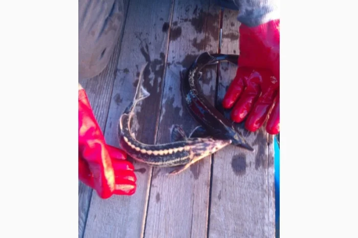 Продается рыба: Русский осётр 1,5+ кг и Стерлядь 300-400 грамм (живая)- фото № 2