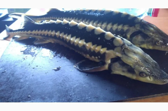 Продается рыба: Русский осётр 1,5+ кг и Стерлядь 300-400 грамм (живая)- фото № 3