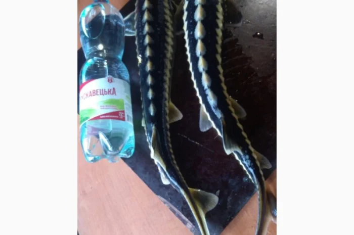 Продается рыба: Русский осётр 1,5+ кг и Стерлядь 300-400 грамм (живая)- фото № 4