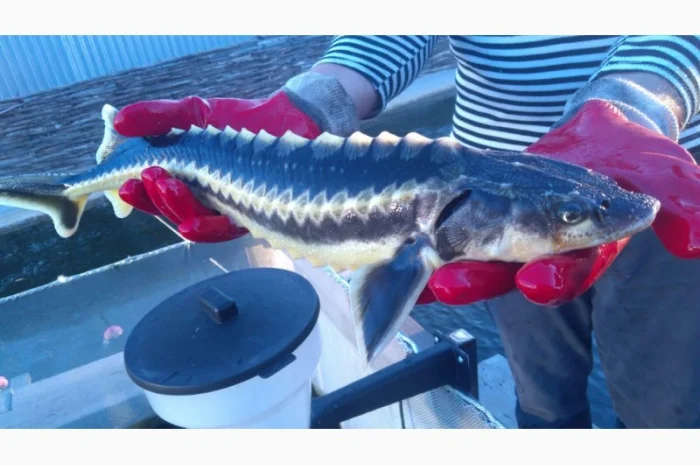 Продается рыба: Русский осётр 1,5+ кг и Стерлядь 300-400 грамм (живая)- фото № 5