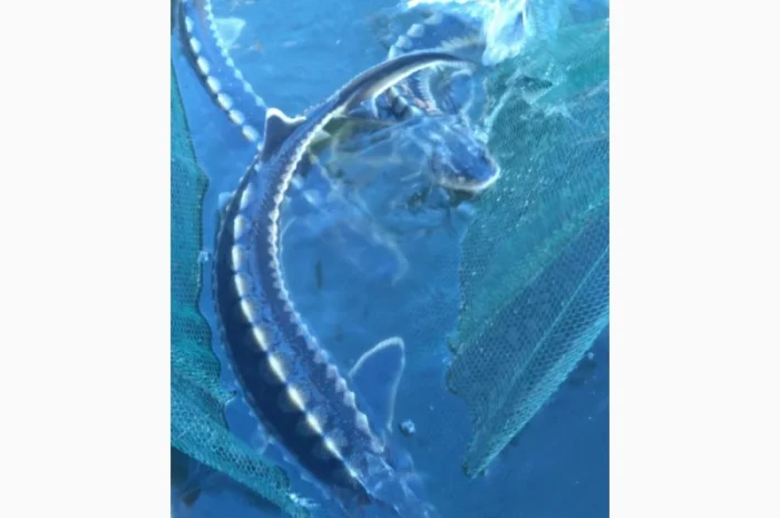 Продается рыба: Русский осётр 1,5+ кг и Стерлядь 300-400 грамм (живая)- фото № 6