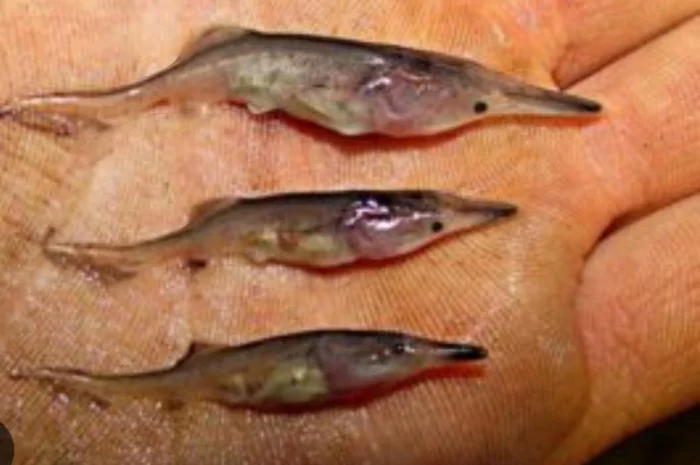 Продается личинка и мальки веслоноса- фото № 1