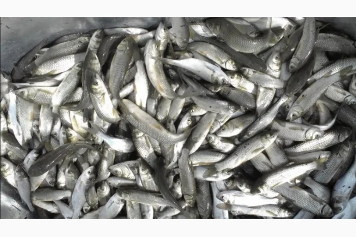 Продам карась товарний для зариблення від виробника- фото № 2