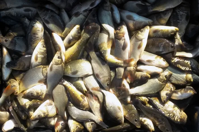 Продам карась товарний для зариблення від виробника- фото № 3