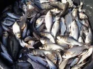 Продам карась товарний для зариблення від виробника- фото № 4