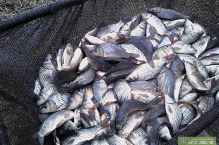 Малек от 35 грн- фото № 1