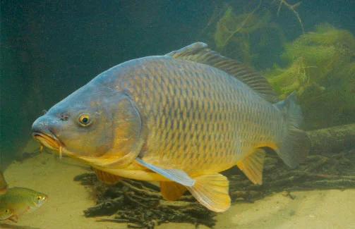 Продам молодняк карпа- фото № 1