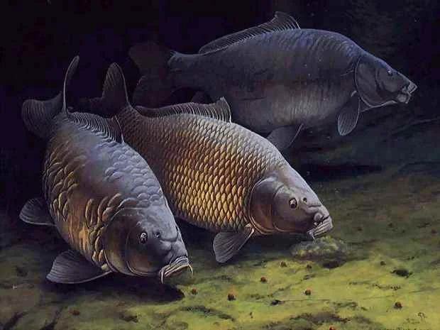 Куплю речную рыбу в обширном ассортименте- фото № 1