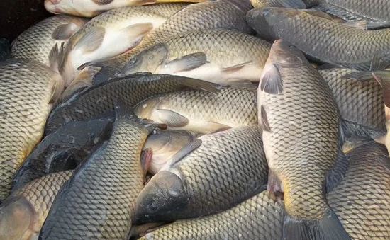 Куплю свежую рыбу- фото № 1