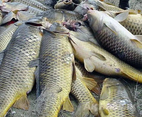 Покупаем речную рыбу- фото № 1