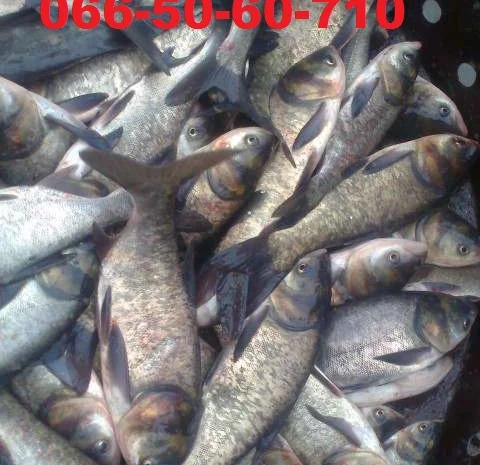 Продам зарыбок (малек) карпа, амура, толстолобика, карася- фото № 2