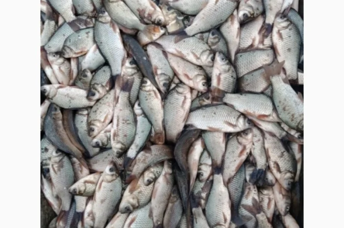 Продам карась оптом- фото № 1