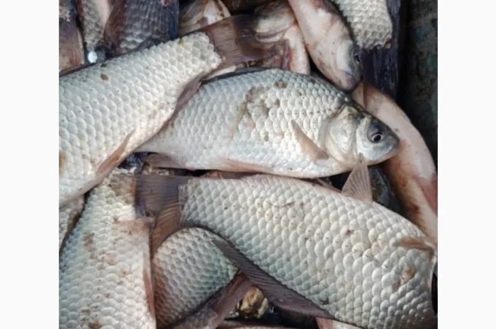 Продам карась оптом- фото № 2