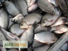 Продаж карпа та інших видів риби оптом- фото № 3