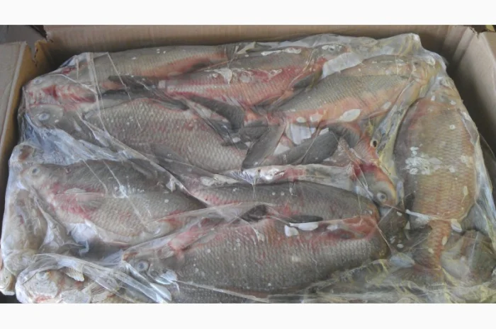 Рыбная компания реализует свежемороженую рыбу оптом- фото № 2