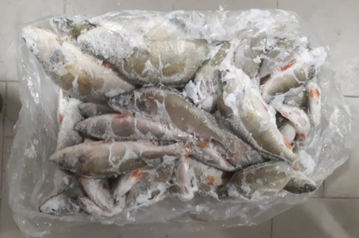 Рыбный цех реализует окунь с/м Густера, судак, лещ- фото № 2