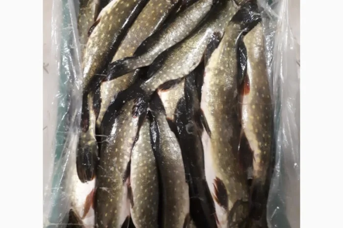 Рыбный цех реализует окунь с/м Густера, судак, лещ- фото № 3