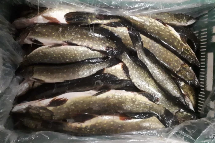 Продажа свежемороженной и охлажденной щуки- фото № 1