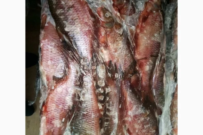 Продам красноперку- фото № 1