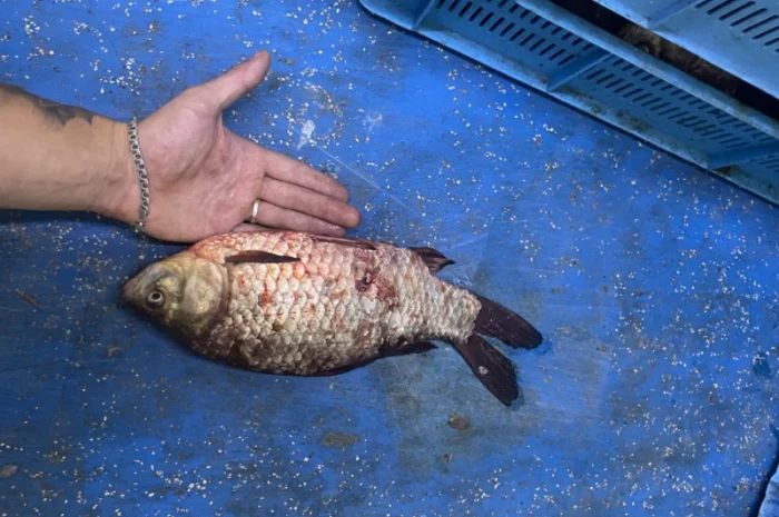 Рыба карась- фото № 1