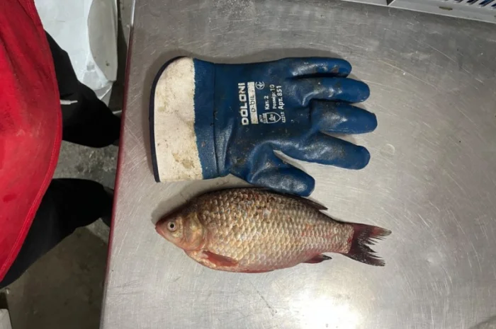 Рыба карась- фото № 2