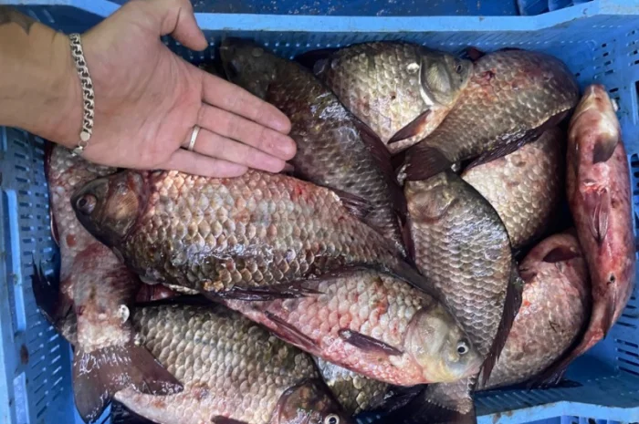 Рыба карась- фото № 3