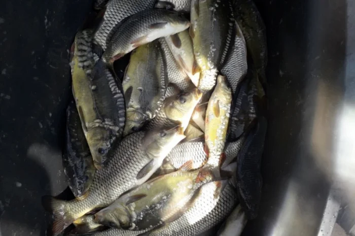 Продам Мальок-зарибок однорічки карпика 100- фото № 1