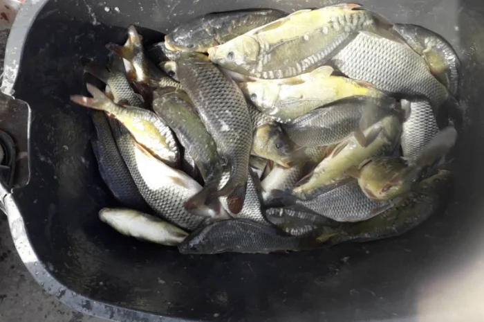 Продам Мальок-зарибок однорічки карпика 100- фото № 2