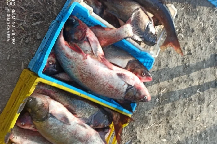 Куплю живу, та свіжу рибу: карась, короп, товстолоб, судака, щуку, сом і т.д- фото № 1