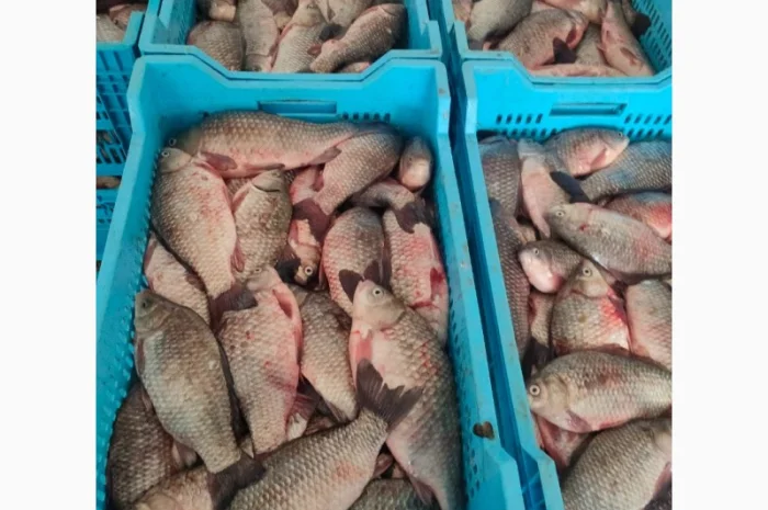 Куплю живу, та свіжу рибу: карась, короп, товстолоб, судака, щуку, сом і т.д- фото № 2