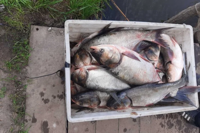 Куплю живую свежую рыбу в Харьковской обл- фото № 2