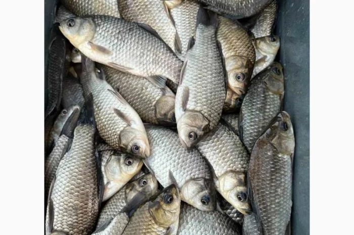 Куплю живую свежую рыбу в Харьковской обл- фото № 3