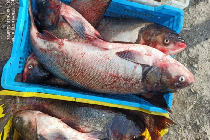 Куплю живую свежую рыбу в Харьковской обл- фото № 4