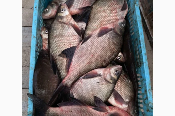 Куплю живую свежую рыбу в Харьковской обл- фото № 5