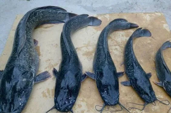 Африканський, Кларієвий сом- фото № 1