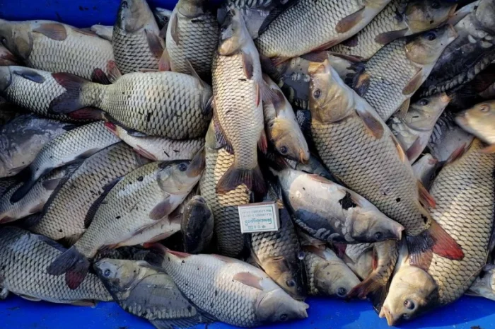 Продам зарибок коропа двохрічки, середня вага 400 грам- фото № 1