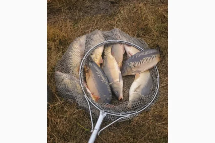 Продам живу рибу Короп Товстолоб- фото № 1