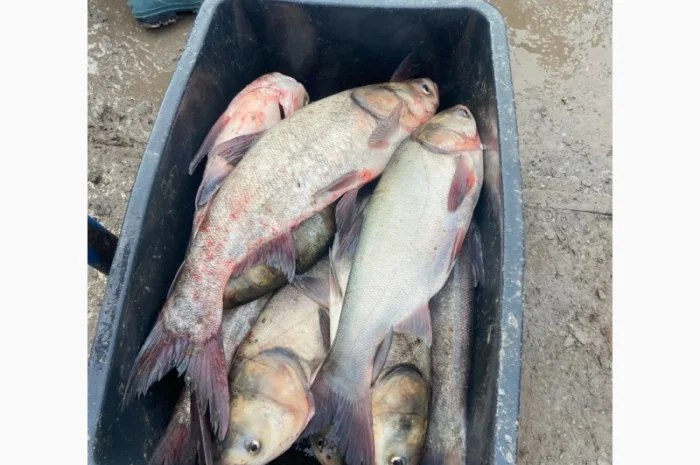 Продам рибу толстолоб є великі об'єми- фото № 1