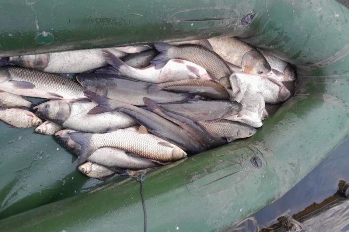 Продам рибу толстолоб є великі об'єми- фото № 2