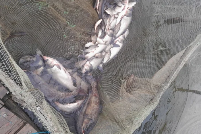 Продам рибу толстолоб є великі об'єми- фото № 3