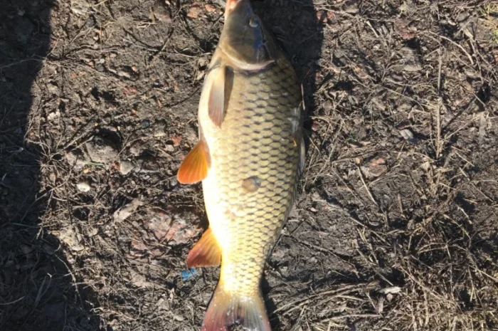 Куплю вашу рыбу со ставка- фото № 1