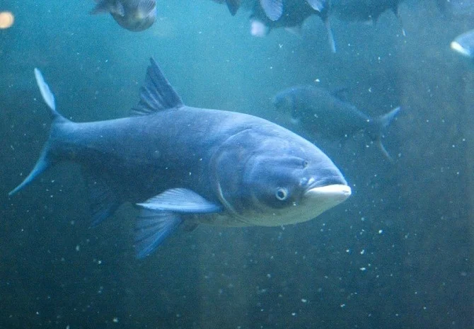 Купим ставковую рыбу- фото № 1