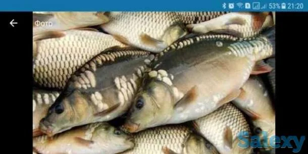 Жива риба та інша продукція- фото № 1