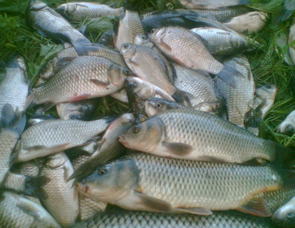 Риба жива, копчена, зарибок малька, раки (гурт та роздріб)- фото № 1