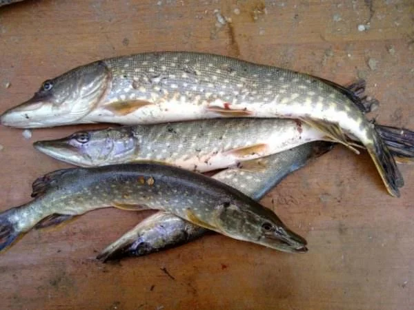 Риба жива, копчена, зарибок малька, раки (гурт та роздріб)- фото № 3