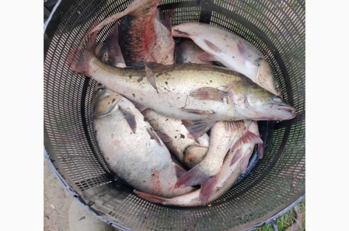 Продам живу рибу малька однорічку двох річку- фото № 1