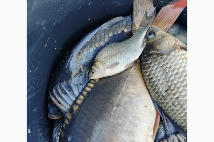 Продам живу рибу малька однорічку двох річку- фото № 2